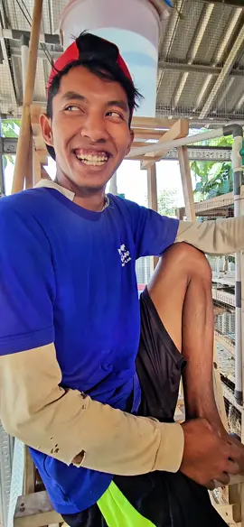 Senajane wong lanang kuwi ta ggung jawabe gedi. semangat kawan sesok wayahe manen 💪 #sqfarm #puyuh #peternakan #peternakanpuyuh #peternakanpuyuhpetelur 