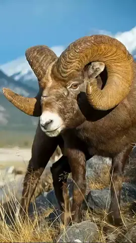 #🐏 #i#beautiful 