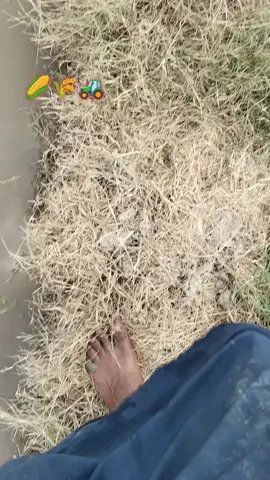 fertilizer for maize 🌽#farming #viral #agriculture 