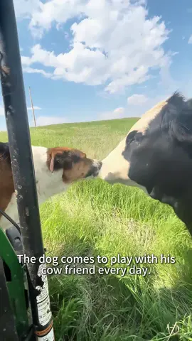 The friendship between dogs and cows is amazing.#cow #dog#friends#foryou#usa 