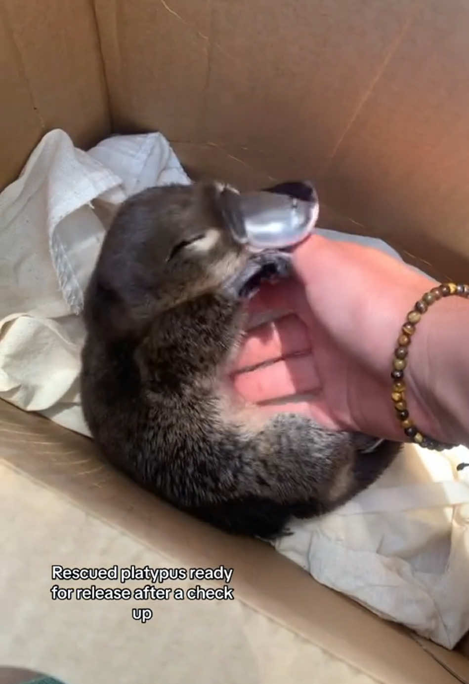 #cutebaby #platypus #funnyvideos #cutebaby 