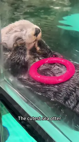 Sea otter is so cute 🥰 #otter #seaotter #cute #animal#foryou#fyp#pet#usa