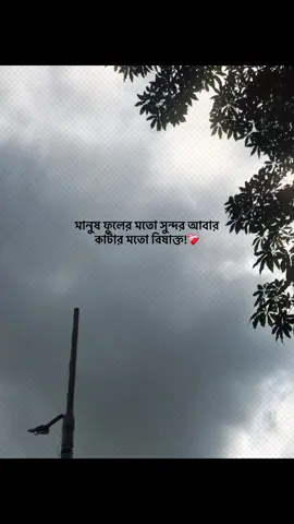 মানুষ ফুলের মতো সুন্দর আবার কাটার মতো বিষাক্ত!❤️‍🩹 #foryou #banglacaption #sadcaption #emotionalvideo #fyp 