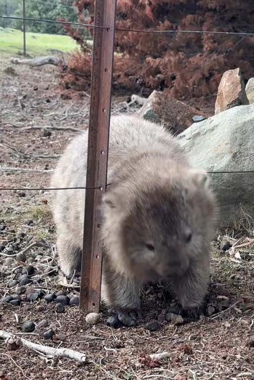 Happy wombat.#happy #funnyvideos #animals #wombat #cute 
