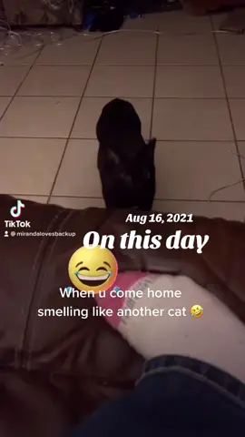 #onthisday #fyp #cat #catsoftiktok 