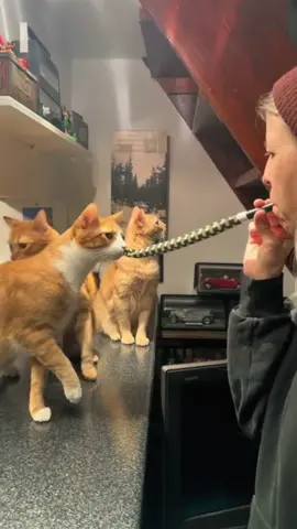 #scarecat#cat #catoftiktok #fyp #foryou #cat #usa🇺🇸 #catlover #funnyvideos #funnycat 