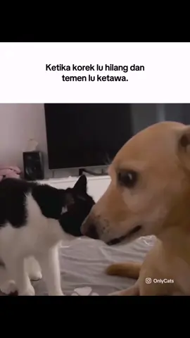 Balikin korek gua jing🗿 #memekucing #anjing #kucingtuxedo #tongkrongan #korekapi #asupanmeme #catlover #pov #mk #relateable #fyp 