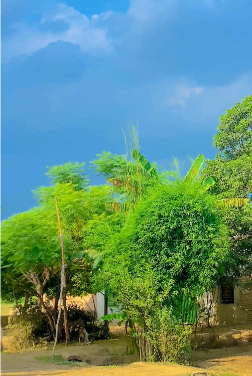 View 😍 #پنداں_والے🔥 #unfreezemyacount #میرا_سہنا_پنڈ_5712l❤️🌈 #viralmyaccount🙏🙏😚😘 #pindawaly990 