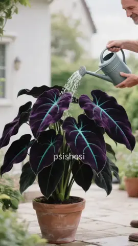 August is the BEST month to plant this fly #fyp#HostaAzul #LagrimaDeDios #JardínSagrado #PlantasMágicas     