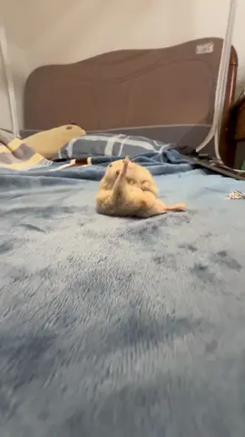 #hamsters #hamstergang #hamstersoftiktok #hamster_team🐹 #hamster 