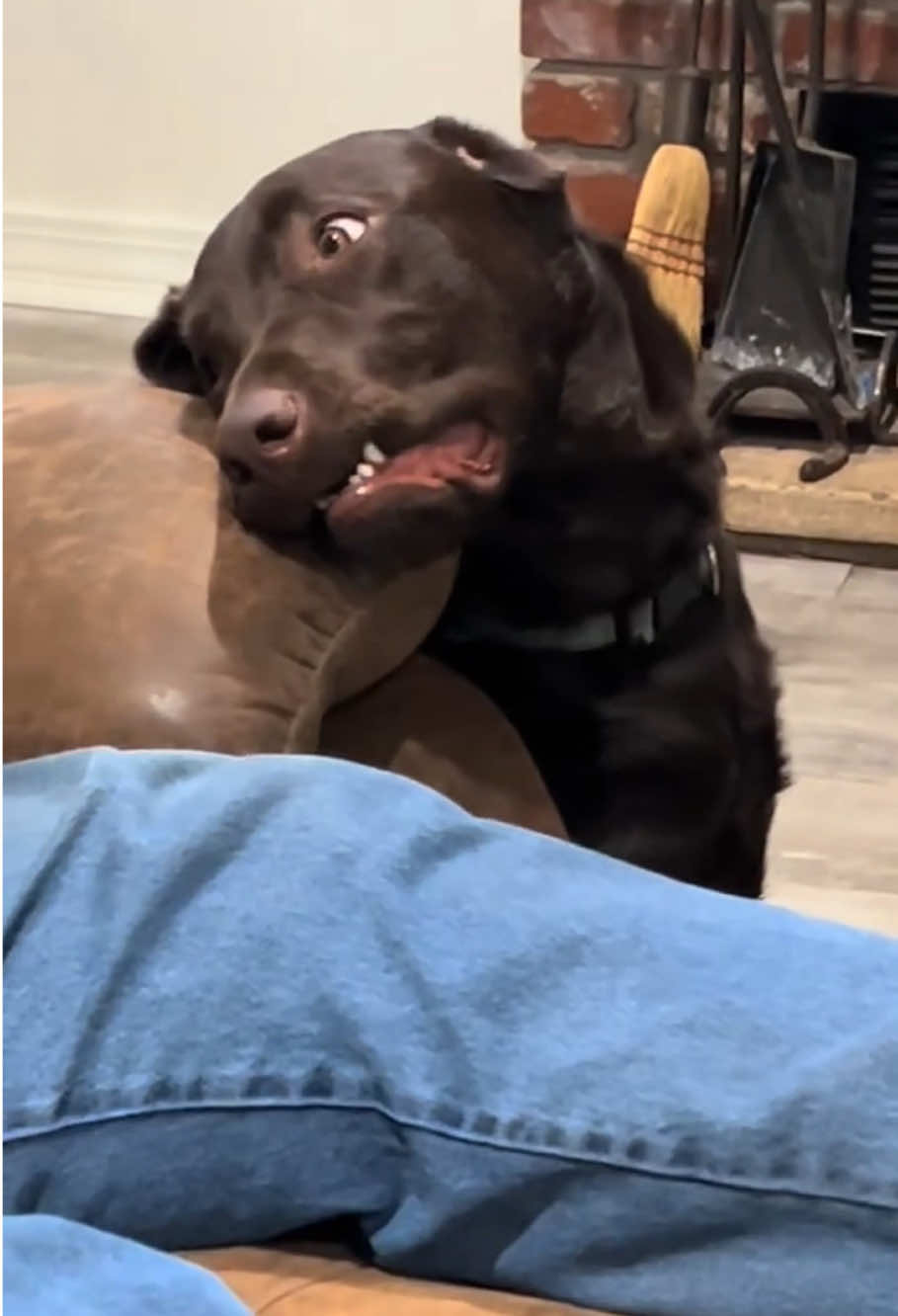 The dog sticks to you like glue. #dog#funny#funnyanimals#funnypets#animals #dogsofttiktok #pet #foryou #longervideos