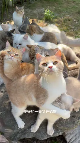 被小猫和大自然治愈！#猫咪 #小猫治愈世界 #萌宠 #田园生活 
