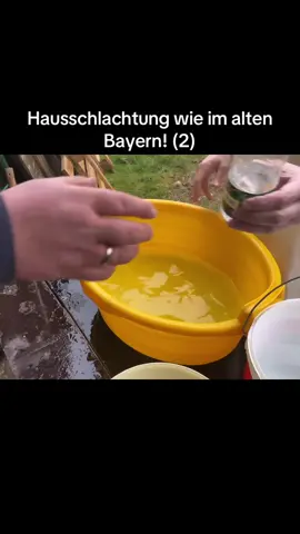 Hausschlachtung wie im alten Bayern! (2)