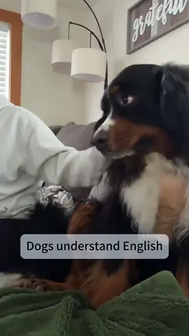 Dogs understand English 🤣😂🥰#dog #funny #dogsoftiktok #fyp #funnydog 