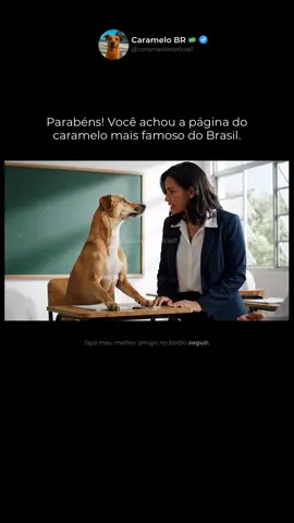 Caramelo passou de ano!! Tirou uns Zoito 😌👩‍🏫🐕 #veo3 #caramelo #professora 