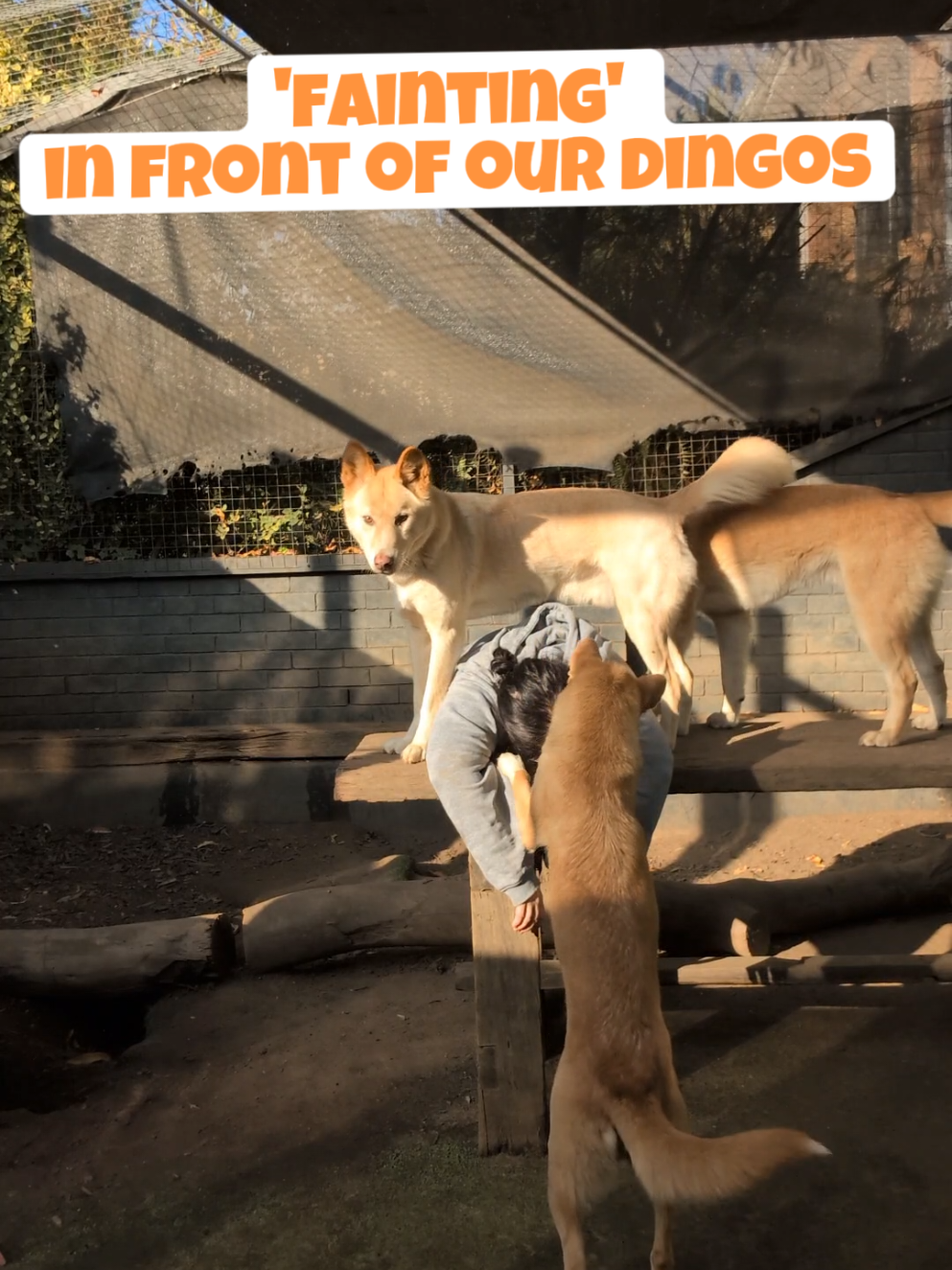 had to protect my face from their vicious licks and kisses 😜😘❤️ also soz guys but to get real for a sec, we're getting really sick and tired of wild dingoes being vilified and inhumanly killed because our governments allow it. They are crucial apex predators providing much needed balance in our ecosystems.  Check out @defendthewild on Instagram 💚🧡 #reptileencounters  #australianwildlife  #conservation  #dingo #apexpredator 
