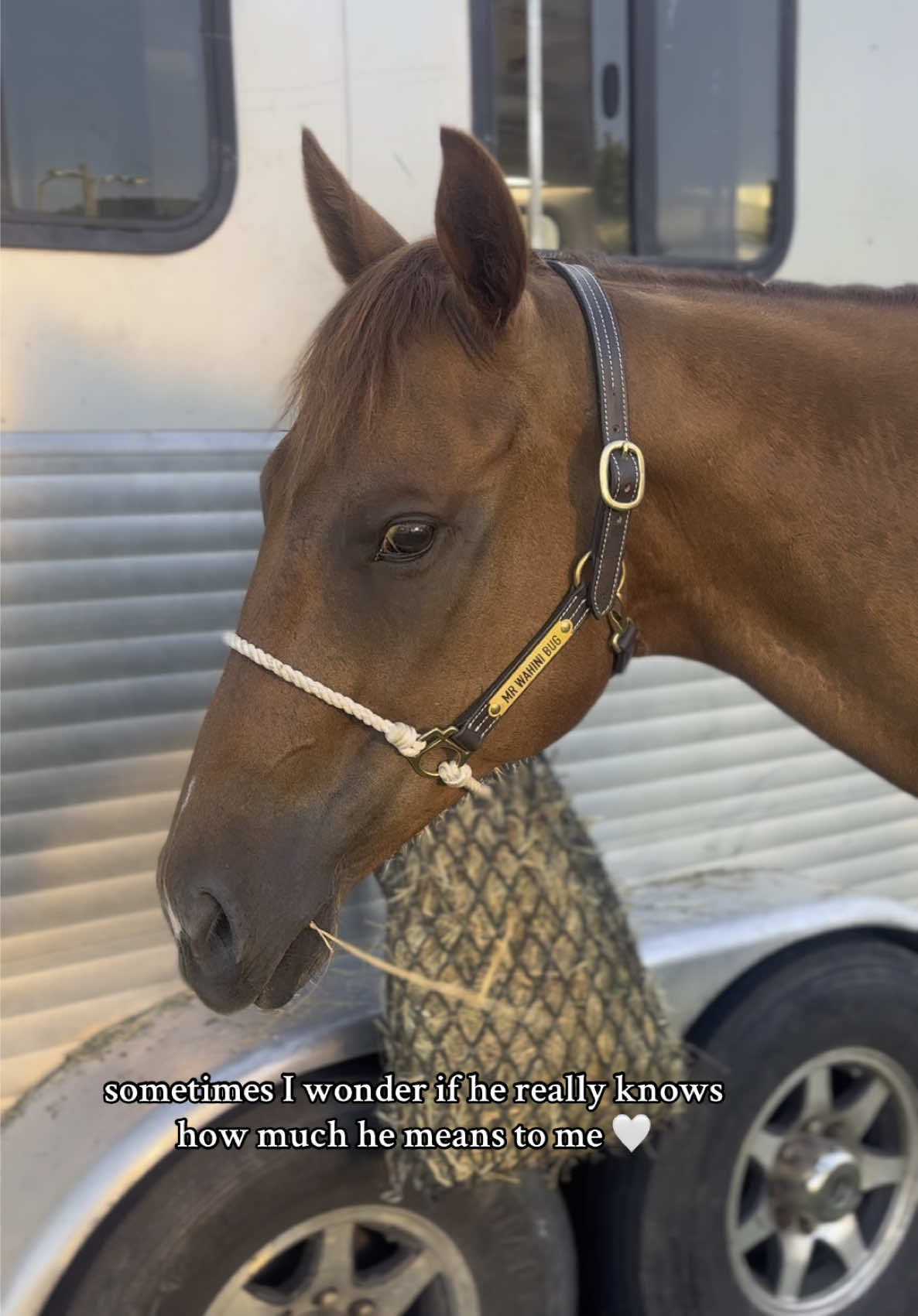 my dream come true #fyp #horsepeople #barrelracer #westernwifey #mrwahinibug 