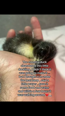 I have had a lot of ducks over the years , and this one shouldn’t have made it considering how I found it . #godisgood #laurendaigle #christiantiktok #fyp 