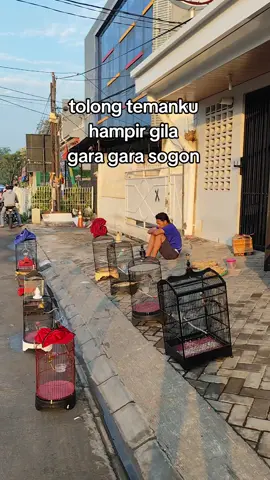 sogon=mumet #kicaumaniaindonesia #sogon #sogongacor #hobiburung #promomakanmerdeka 