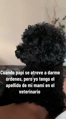 Hoy a mi papi le ha dado por ponerse mandón… pero claro, se olvida de un detalle importante: en el veterinario yo figuro con el apellido de mi mamá 💅. Así que yo me planto con mi mejor cara de ‘¿perdona?’ y dejo que el audio hable por mí: “¿Qué estás haciendo, pedazo de estúpido?”🤭 Es bromita claro, en casa me tienen más mimada que a un bebé 👑🐾.  #caniche #perritos #poodle #soywandi #canicheespaña #wanda #canichetoy #poodletoy #Summer #mascotas #vigo #puppylove 