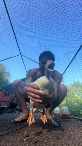 Goodmorning ☀️ #duck #farmlife 