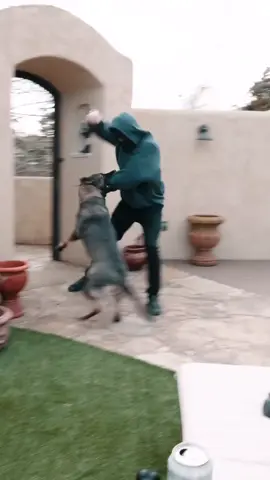 Thief inter to home k9 protect home#k9protection #k9dogs #k9handler #trendingvideo #doglover #dogsoftiktok #viralshort 