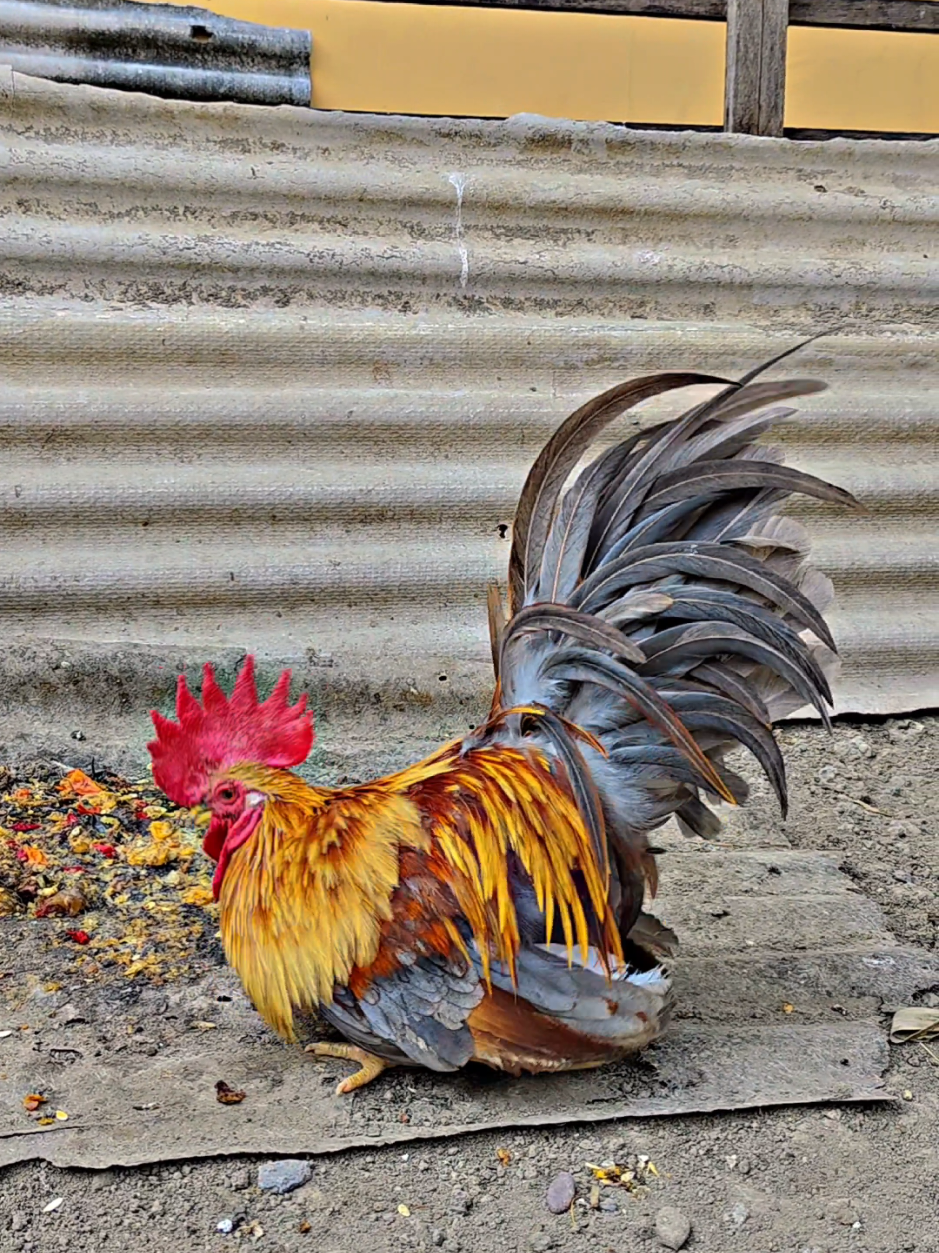 #hobi #ayamkate #japanesebantam #ayamhias #peternakan 