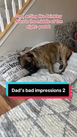 We reposted part 1, had to do part 2 #brinkleythebullmastiff #bullmastiff #bigdogsoftiktok #canecorso 
