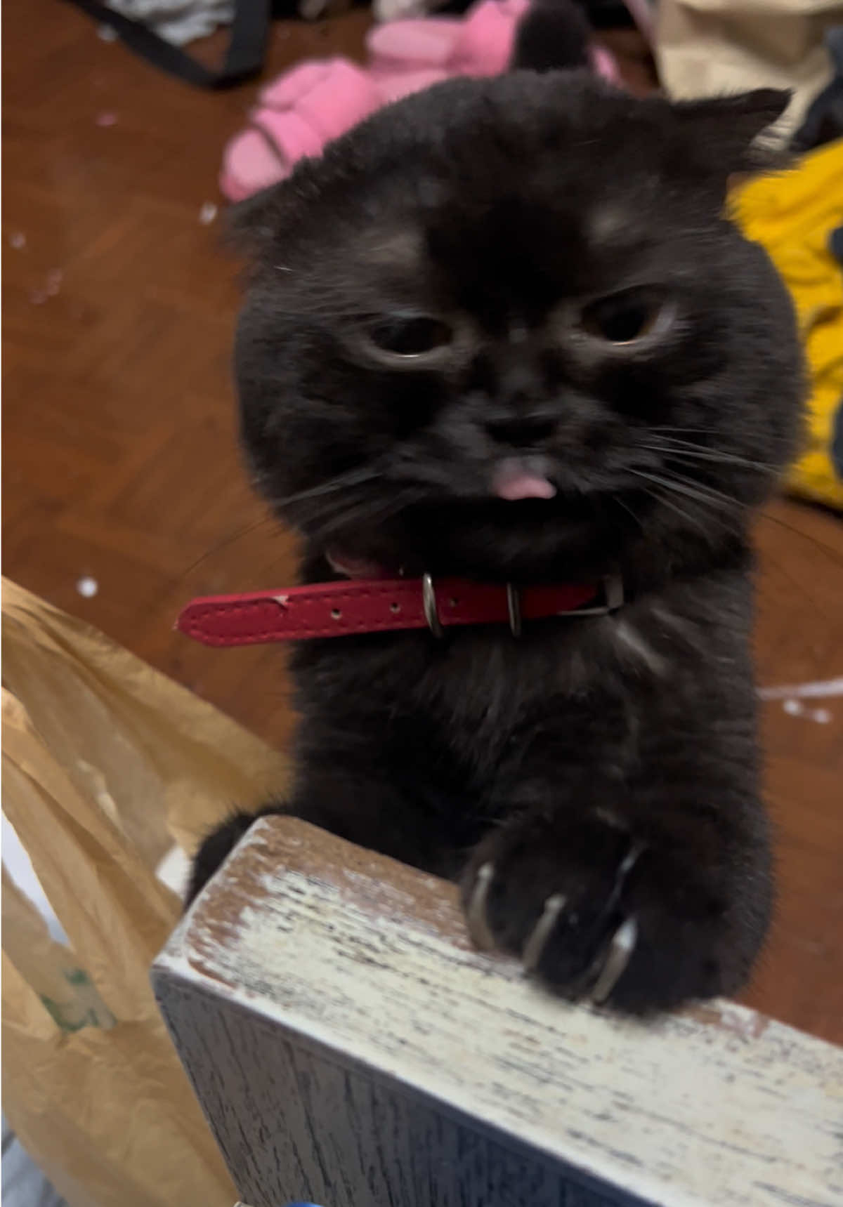#แมว #แมวน่ารั #แมวดํา #cat #f 