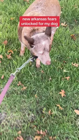 I’M JUST A BABY #imjustababy #dogtok #cattledog #cattledogsoftiktok #dogsoftiktok 