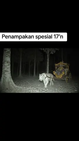 penampakan kereta kencana di tengah hutan #penampakan #horror #indonesia 