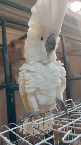 #birds #كوكاتو #ببغاء #حيوانات_اليفه #ببغاء 