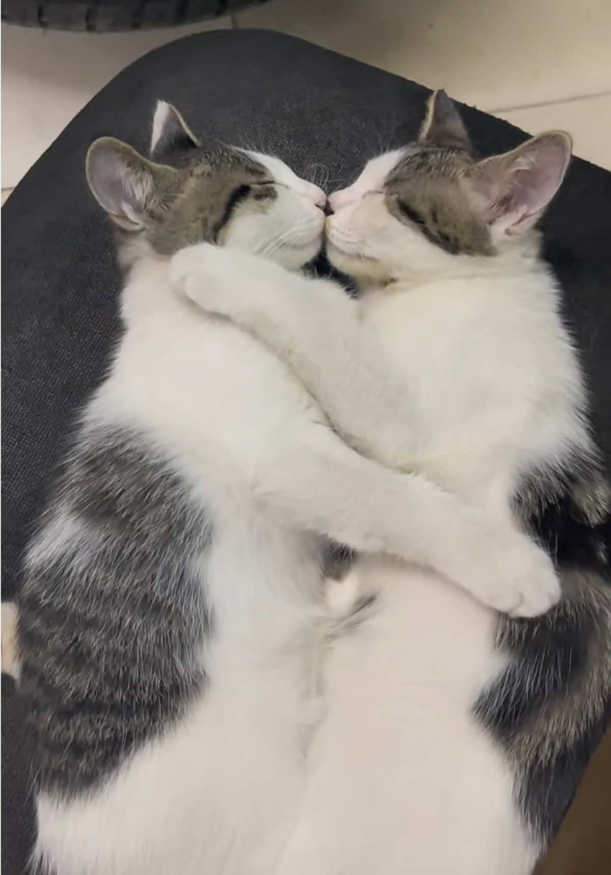 Kucing aja bisa masa kamu enggak?🙃#catlovers #catslovers #fyppppppppppppppppppppppp #xyzbca #🐈 