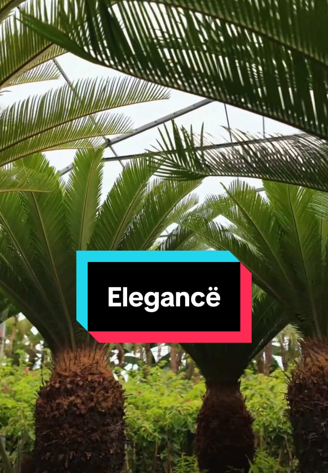 Elegancë që nuk zbehet kurrë. Cycas Revoluta – një simbol i qëndrueshmërisë dhe finesës natyrore, për ata që kërkojnë më shumë sesa një dekor. E përshtatshme për interierë dhe ambiente të jashtme, kjo bimë arkitektonike sjell strukturë, estetikë dhe klas në çdo hapësirë. 🪴 Minimaliste në kujdes. Maksimale në ndikim. 📍E disponueshme në Giardino Relata. 📩 Na kontakto në DM për porosi, transport apo këshillim për ambientin tënd. . . . #GiardinoRelata #CycasRevoluta #specialistial #marketing  #DekorMeKlase #BimeDekorative #AmbientElegant #GreenLuxury