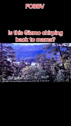 Gizmo????? #Gizzy #gimzo #jackieandshadow #Sunny #fobbv 