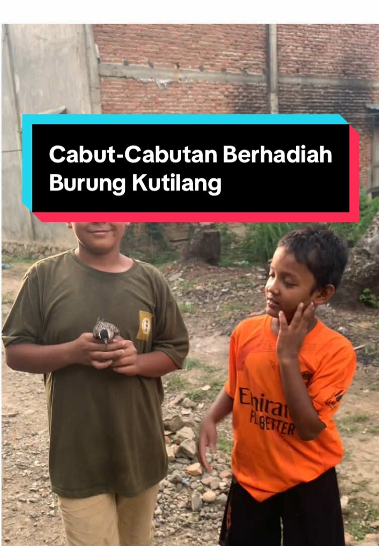 Bocilnya Hoki Sekali Langsung Mendapat Kutilang  #fyp #bolang #views1jt #jangkauanluas #kontenkreator 