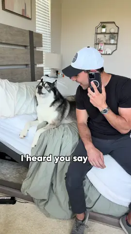 The spare out here playing with his life 👀😂 #dogsoftiktok #dogsoftiktokviral #husky #huskies #goldenretriever #goldenretrieverlife #dogs 