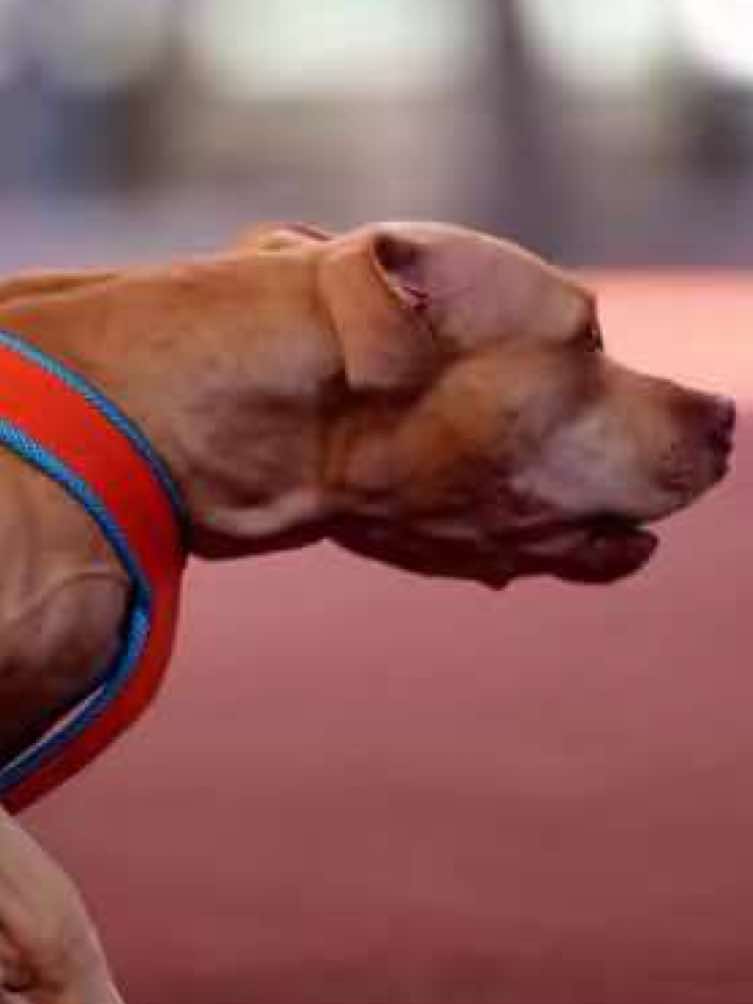American pitbull working #pitbull #pitbullsoftiktok #pitbulllove #pitbulls #pitbulldogs 