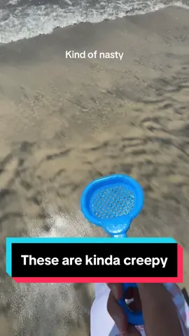 🙃 #sandiego #california #beach #sandfleas #ew 