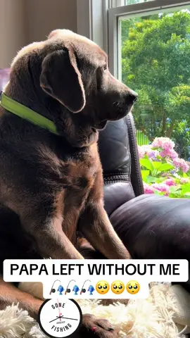 #fishingwithpapa #dogsoftiktok #fishinglife #silverlab#sadday