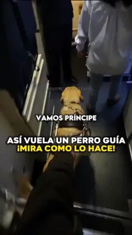 Muchos me habéis preguntado cómo hago para volar con mi perro guía. 🦮✈️ La verdad es que depende del país y de la compañía aérea, aunque hay unas normas muy claras: el perro guía siempre acompaña al usuario en cabina. Los vuelos más sencillos y con menos problemas suelen ser los que nos permiten volar dentro de la Unión Europea. Aquí os muestro el primer ejemplo de muchos, con Calo y yo viajando juntos. 💬 ¿Alguna vez has viajado con tu mascota o perro de asistencia en avión? ¿Cómo fue tu experiencia? #SoyCiego #PerroGuía #ViajarConPerroGuía #Calo #VolarConPerroGuía #AccesibilidadReal #UniónEuropea #TurismoAccesible #VidaConPerroGuía #ViajesSinBarreras #CegueraYMovilidad #HistoriasReales