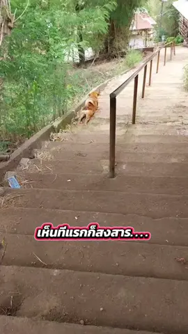 อยู่ๆคอนเท้นก็วิ่งเข้าหา 🤣🤣 #หมา  #คุณหลอกดาว #สัตว์โลกผู้น่ารัก #ขึ้นฟีดเถอะ 