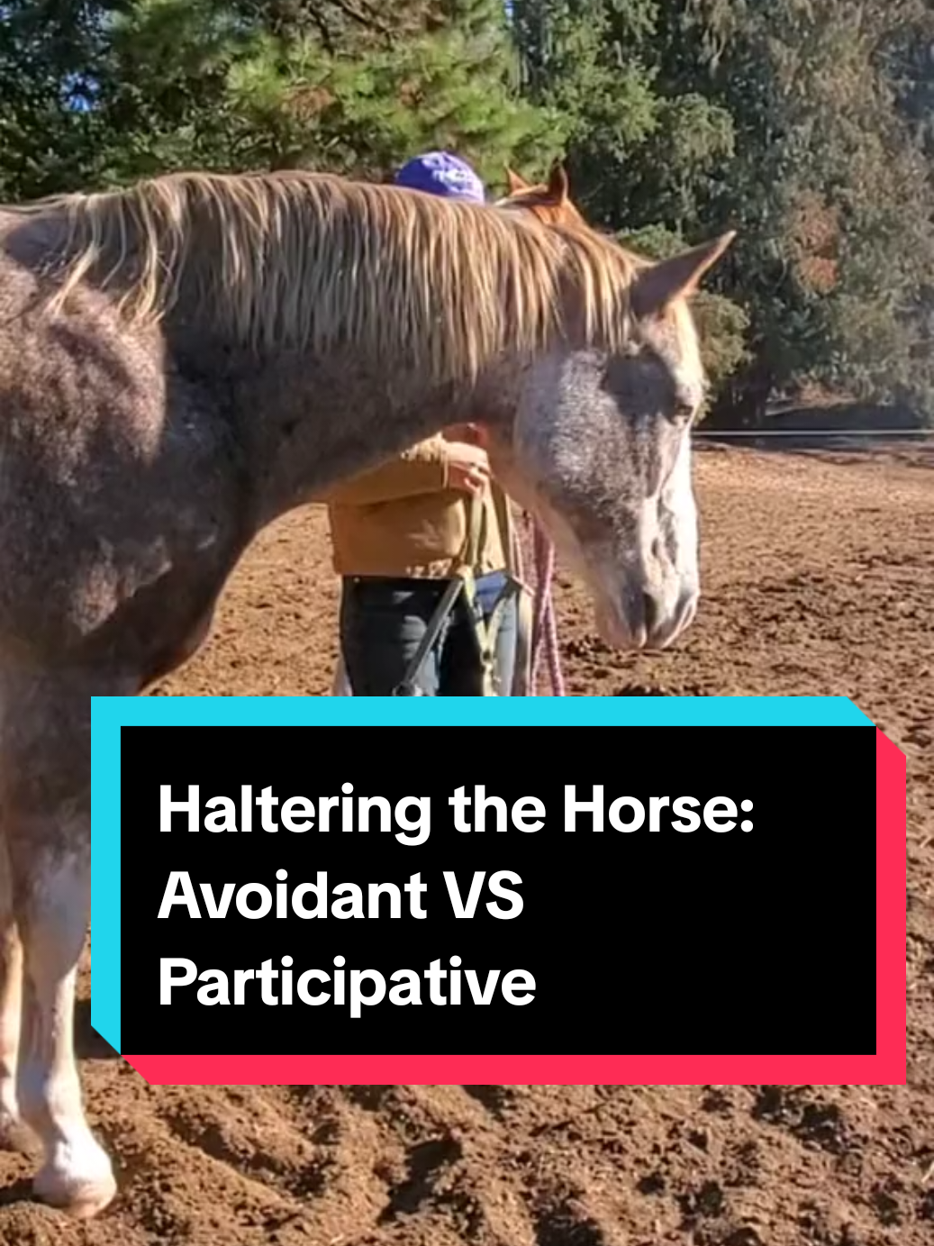 Haltering the Horse Behavior Recognizing Avoidance  versus Participative mental and physical interaction when haltering and unhaltering.  #alternativeHorsemanship #horse #horsebehaviour #horsetips #horsetraining 