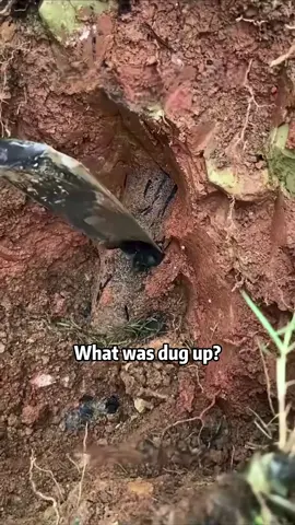 What was dug up?#popular #usa_tiktok #usa #america #usatiktok🇺🇸