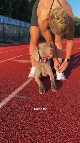 I was SO impressed with the @MizunoTeamSportsUSA Wave Rebillion Flash 3’s 😍 #Running #dogs #dog #foryou #fyp 