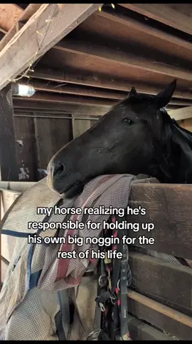 some people call Standardbreds jug heads bc of their large heads 😅 #equestrian #lifewithhorses #horsetraining #standardbred #horsetok 