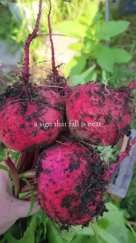 Beets from my free seeds at the library 🤗 #beets #growfood #vegetablegarden #raisedbedgarden 