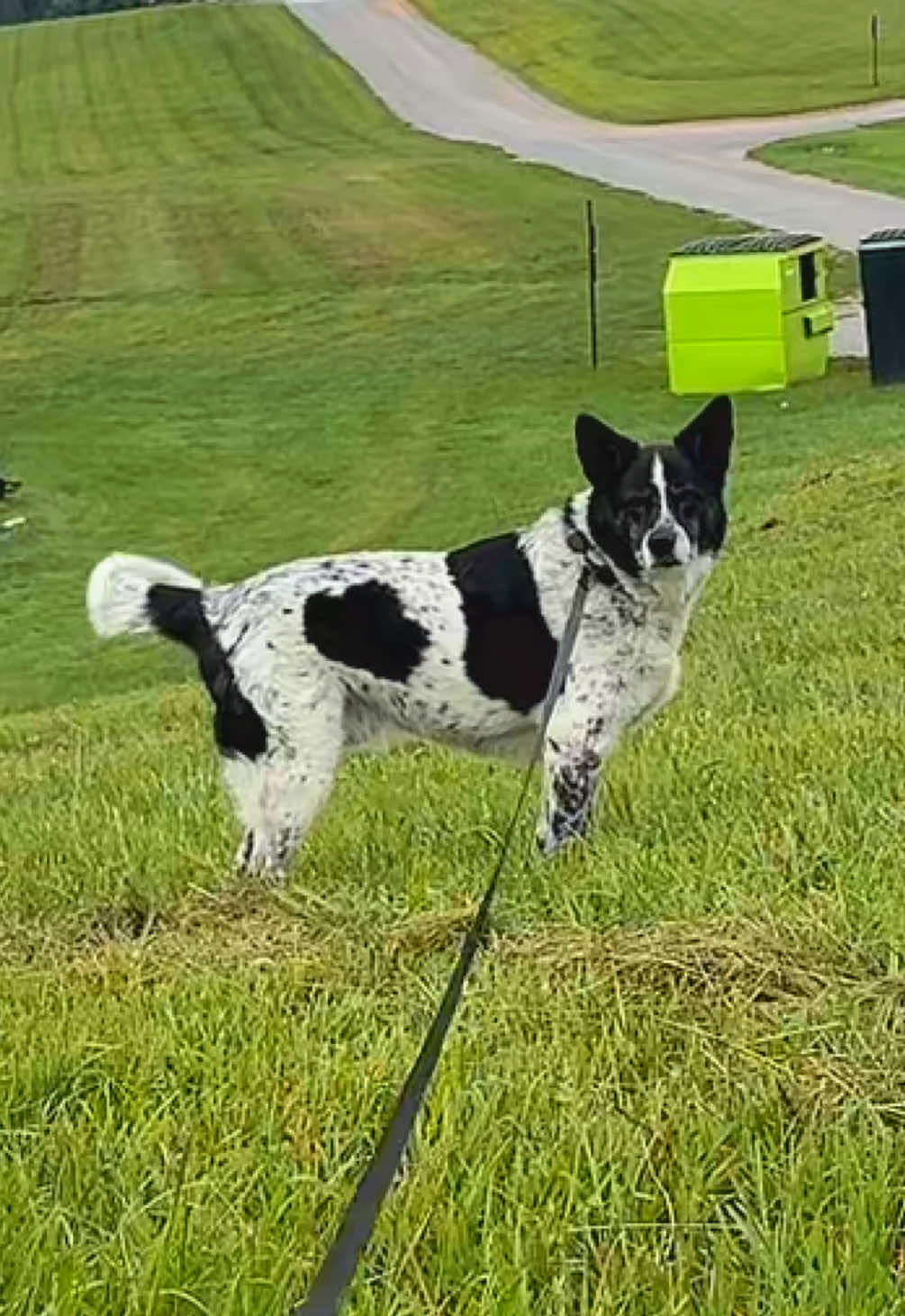 My handsome boy growing up on me🥹🥺 please slow down Trooper💙 #BlueHeeler #BorderCollie #TrooperTheBlueHeeler 