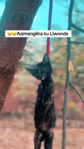 Break time😂😂😂😂 zokumana nazo mu liyenda #searchinsightscreators #trendingvideo #fyp #goviral #malawitiktok🇲🇼  