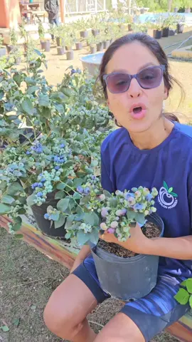 Blueberry ( mirtilos) e framboesas que foram desenvolvidos para clima quente  Rondonopolis MT, sexta feira  dia 22 de agosto sexta feira  Local: Praça Martinha Carvalho , Parque residencial Buriti . Hora : 9H as 13H. Cuiabá MT, sábado dia 23 de agosto. Sábado  Local: Rua Bogotá, praça  Santa Rita de Cássia, Bairro Jardim das Américas.  Hora: 8h as 13H. Para mais informações WhatsApp 31 991912233.  Faça sua reserva no nosso WhatsApp para garantir as mudas  Aceitamos cartão débito e crédito 💳 💳 💳.  Não perca essa oportunidade,  pois sou de Belo Horizonte MG, e rodo o Brasil todo, então não devo voltar aí.